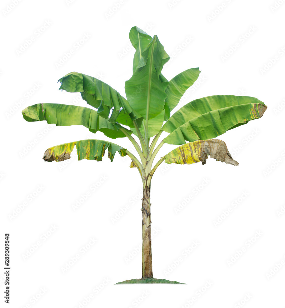 Banana tree isolated on white background