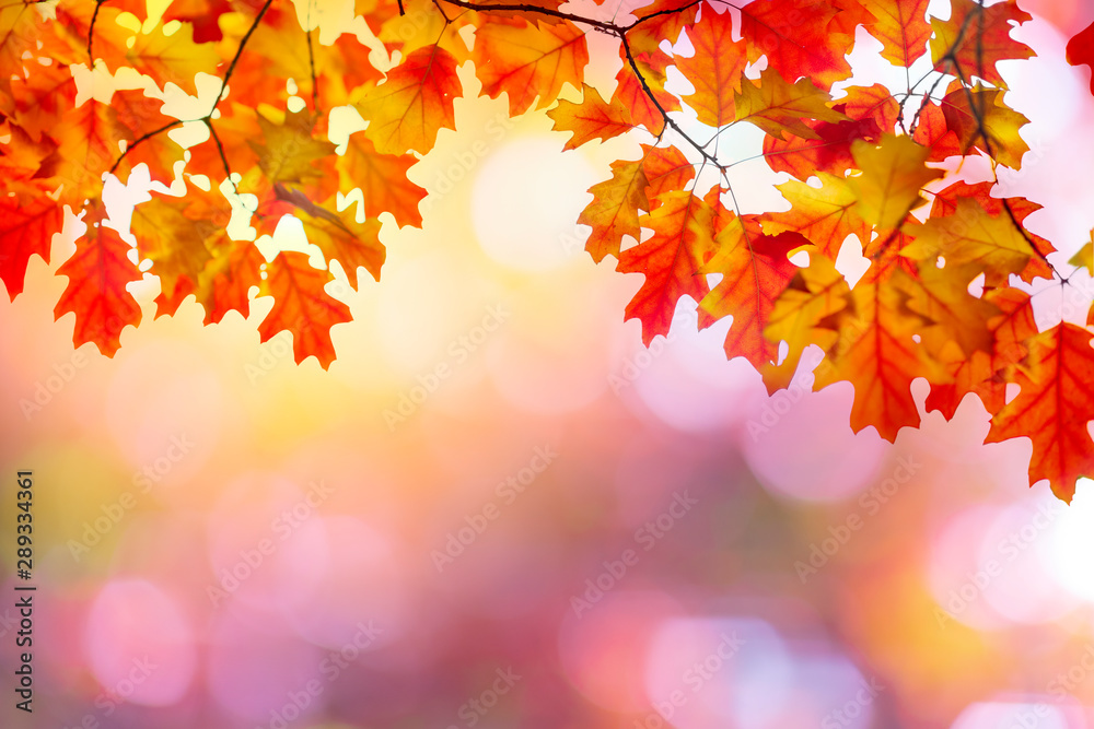 Golden autumn sunset with multi colored tree leaves background with copy space