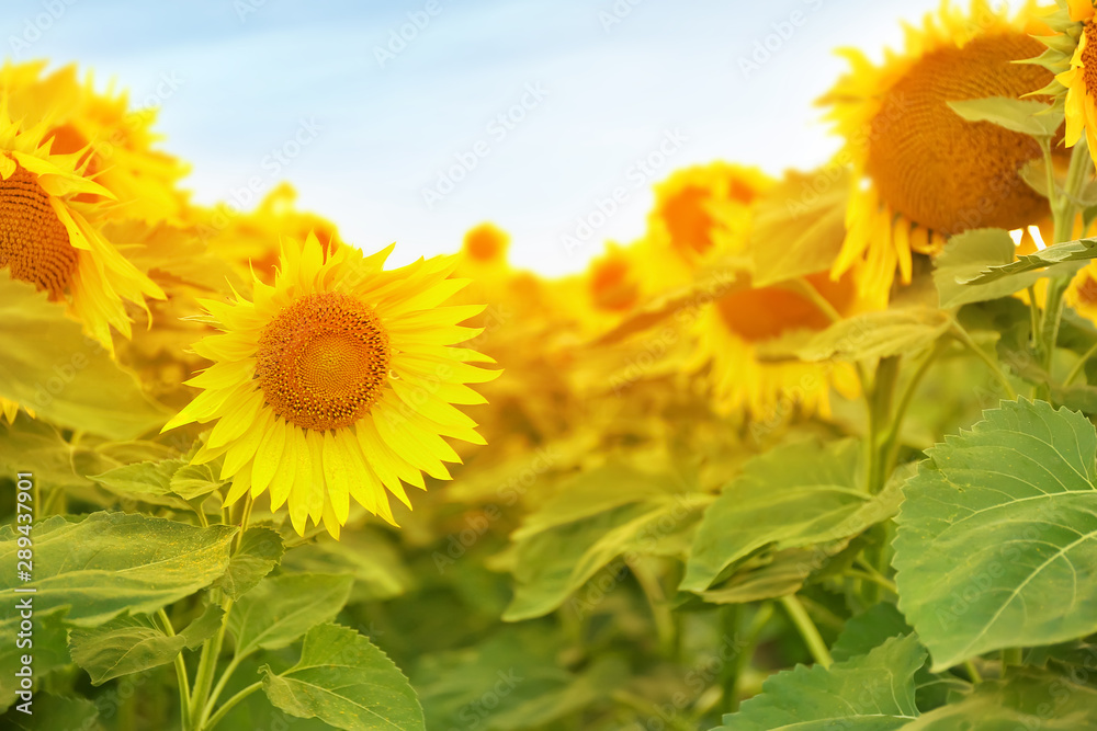 Beautiful sunflower field on summer day