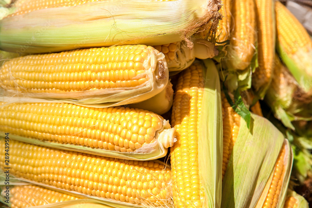 Heap of tasty corn cobs