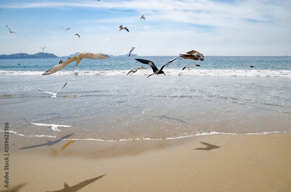 Pelicans and seagulls flying over Miramar Beach in Colima Mexico