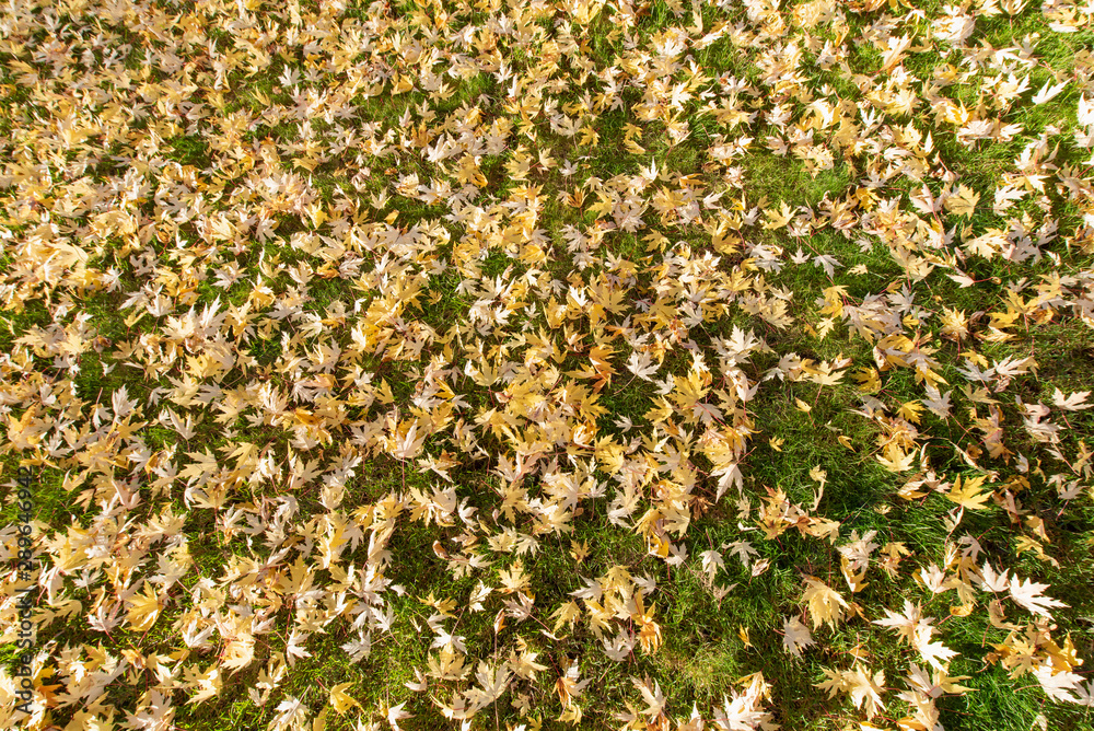 Many yellow maple leaves fell on the ground