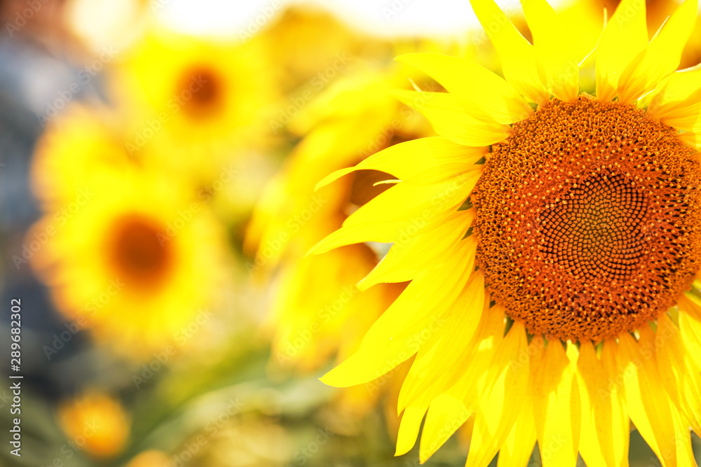 Beautiful sunflower in field on summer day