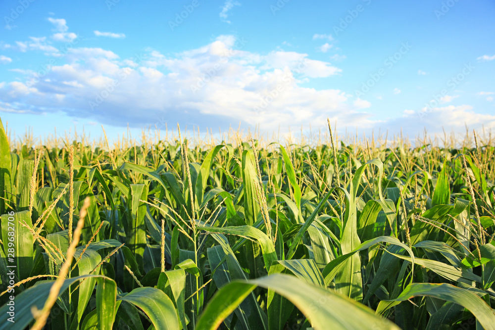 Green corn field on summer day