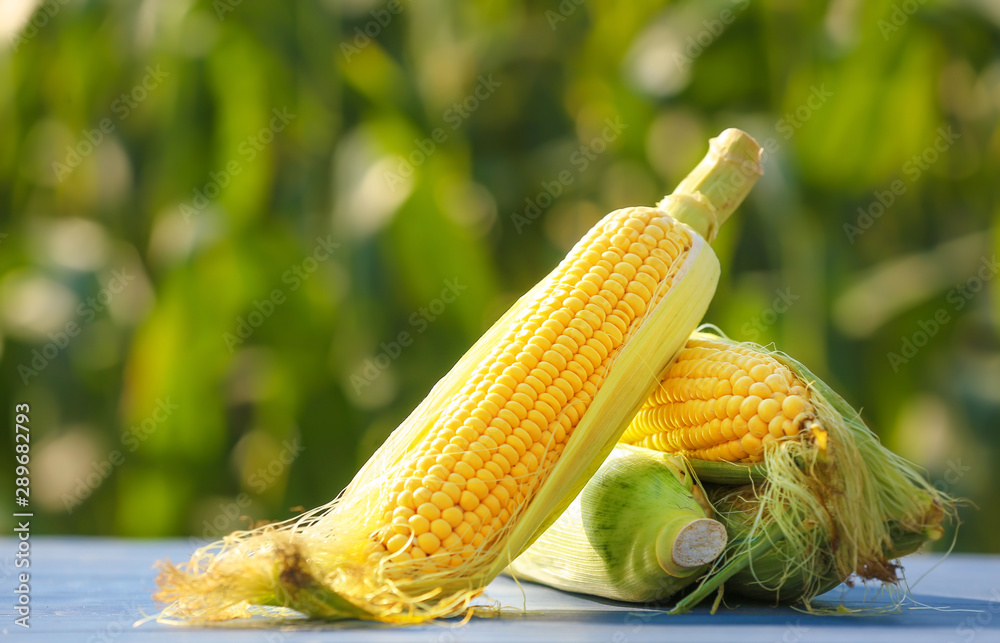 Ripe fresh corn cobs on table outdoors