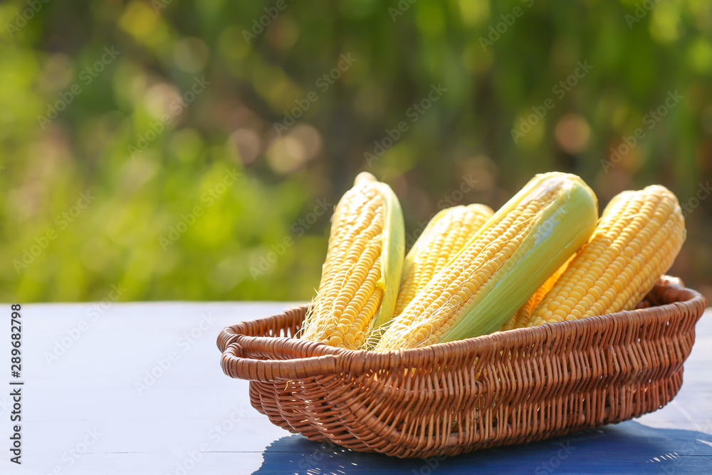 Basket with fresh corn cobs on table outdoors