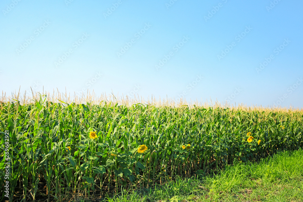 夏日玉米地景观