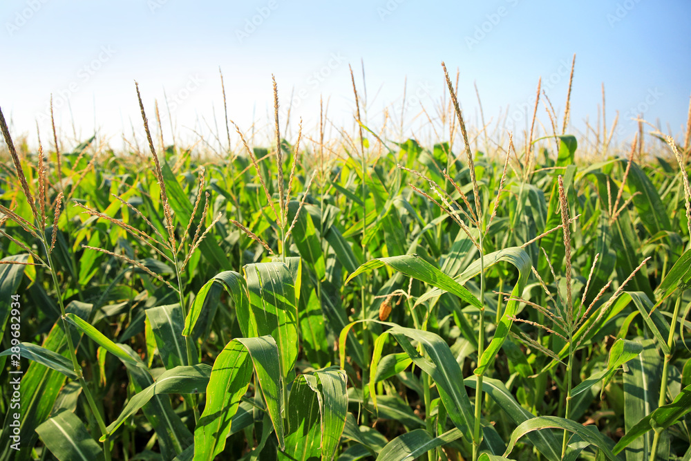 View of corn field on summer day