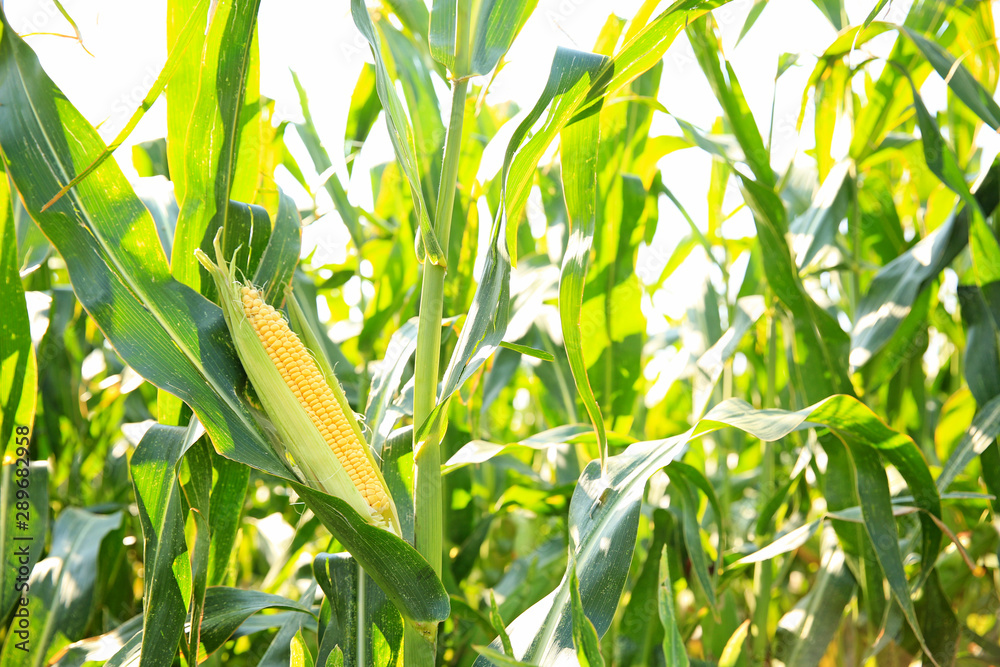 Corn growing in field, closeup