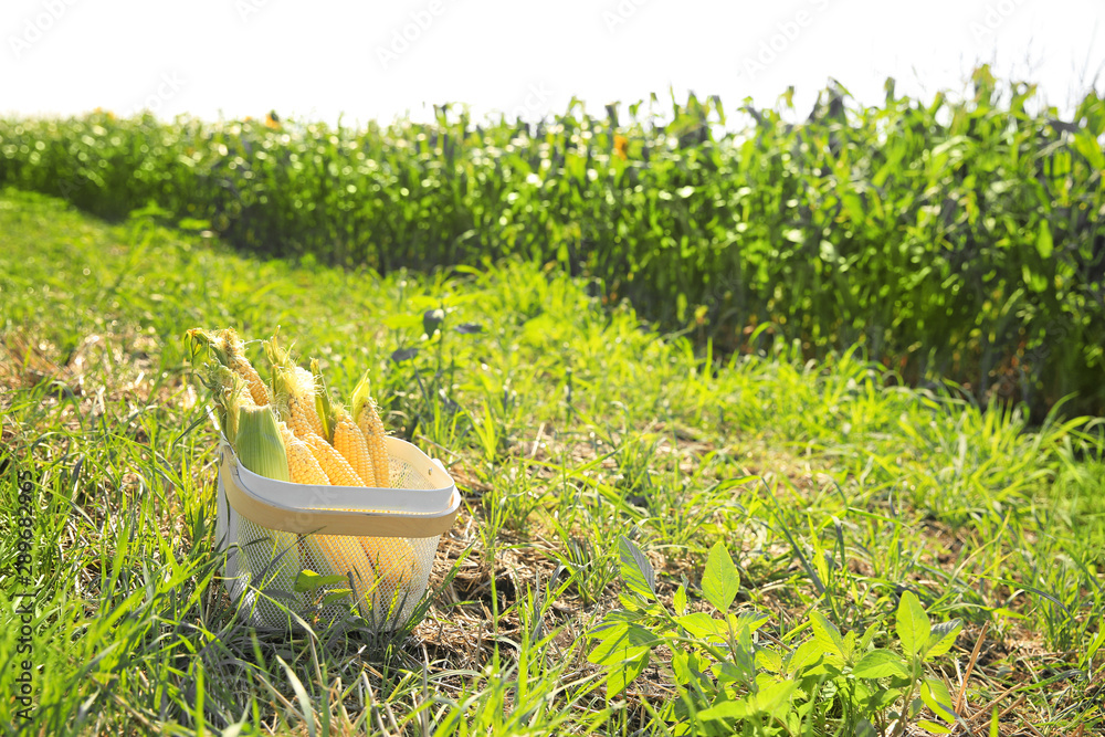 Basket with corn cobs in field