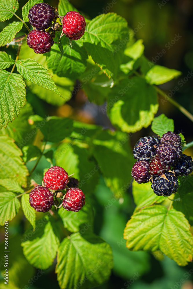 Black berry with green leaves in the sun. Photo of black raspberries branch. Raspberries branch gard