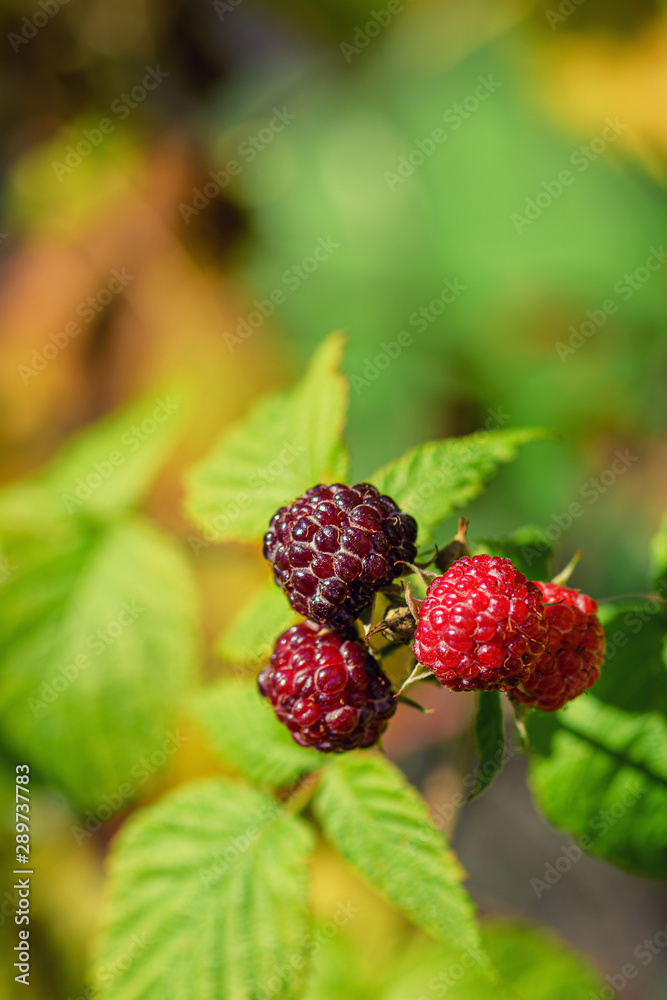 Raspberries in the sun. Raspberries on a branch in the garden. Red berry with green leaves in the su