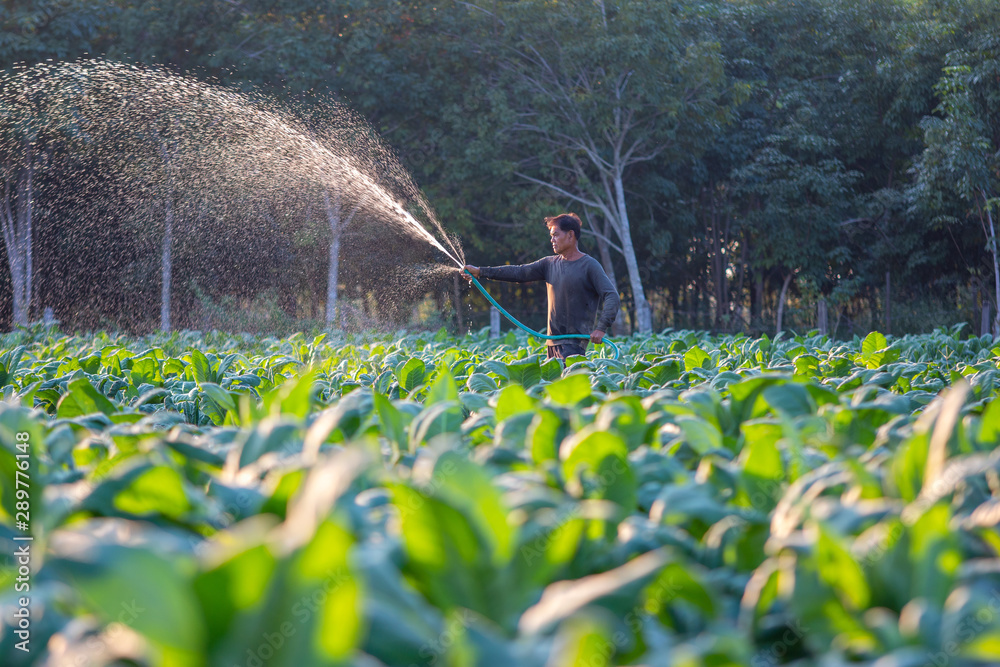 Farmers were growing tobacco in a converted tobacco growing,Thailand farmers grow cigar filler, whil