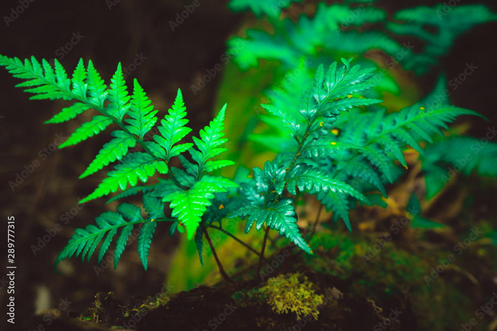 澳大利亚塔斯马尼亚热带雨林丛林中的野生蕨类植物。自然特写背景。