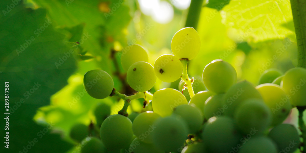 cluster of green grapes on a vine 