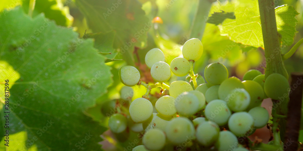 cluster of green grapes on a vine 