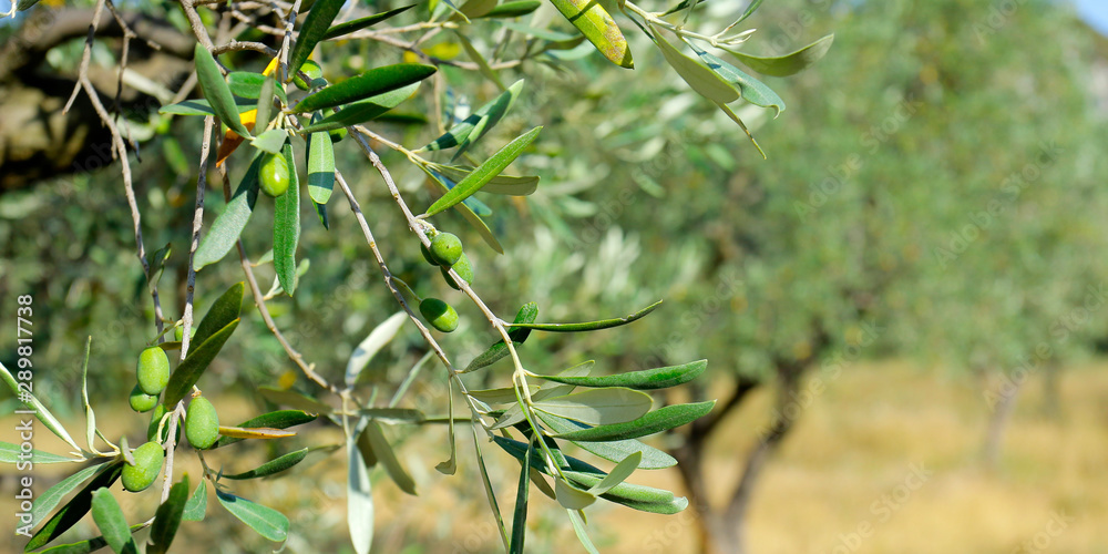 green olives growing in mediterranean olive tree	