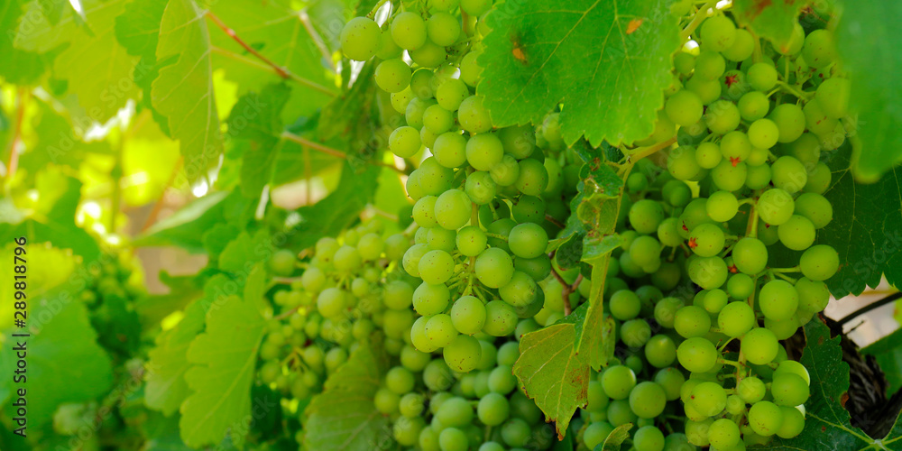 cluster of green grapes on a vine 