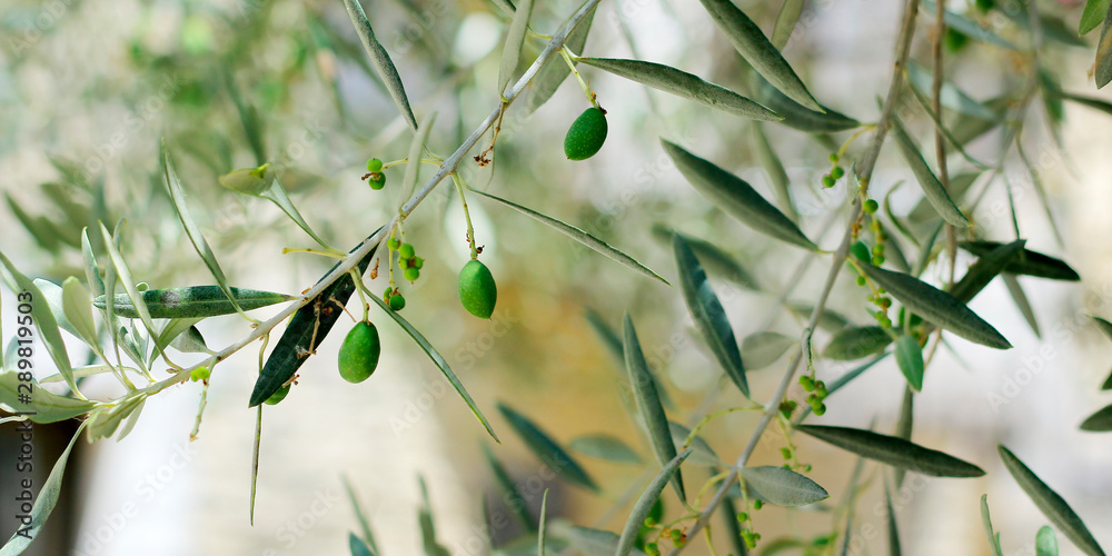 green olives growing in olive tree ,in mediterranean landscape