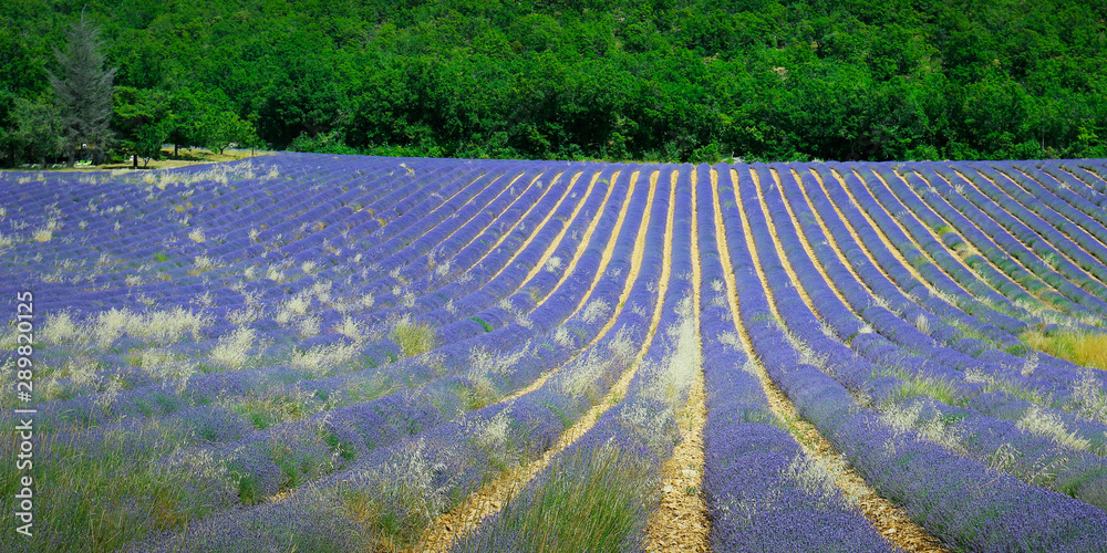 plantation of bunch of lavender in provence -south of france -