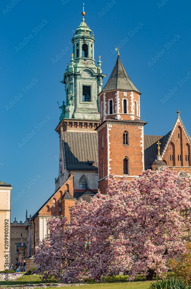 Wawel cathedral  blooming magnolia tree, sunny day, Krakow, Poland