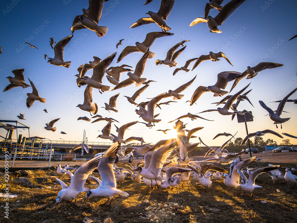 Möwe im Hamburger Hafen