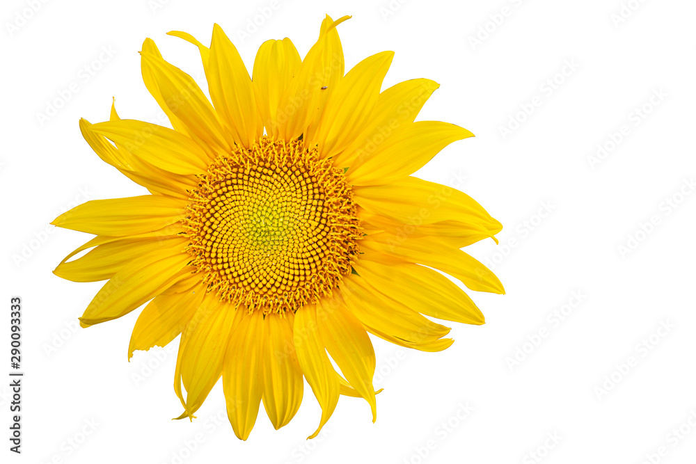 Yellow Sunflower Flower. Closeup Isolated on White Background