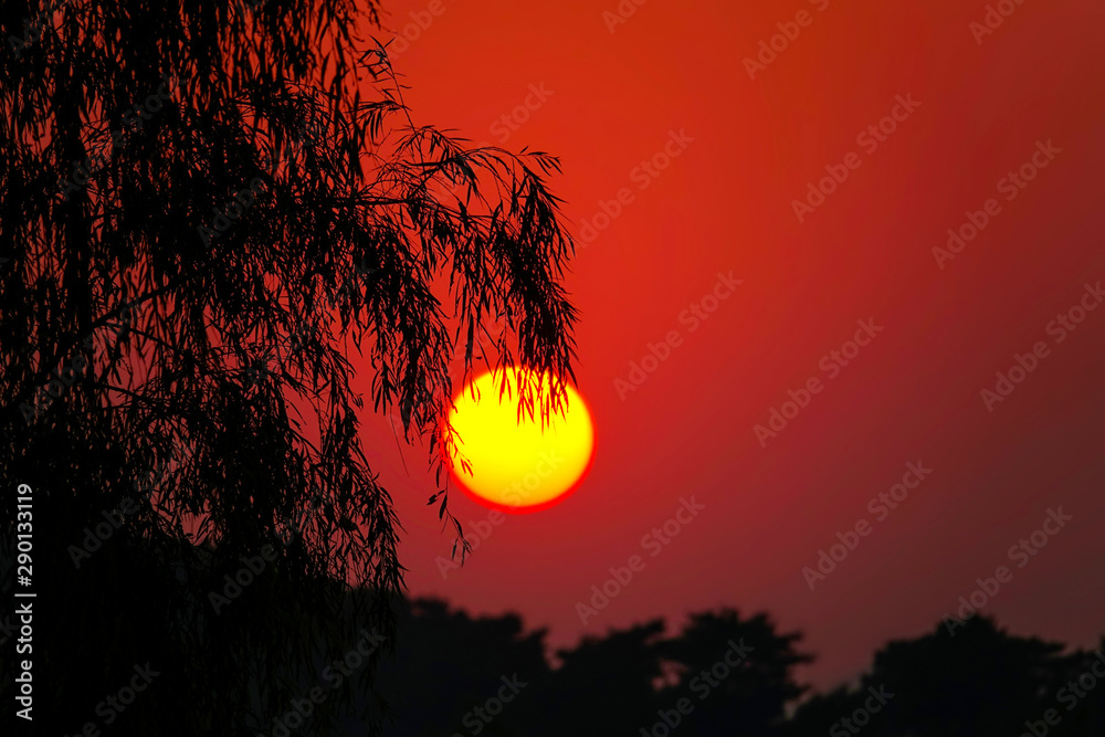 特写：树枝在琥珀色的夜空中伸展的风景镜头。