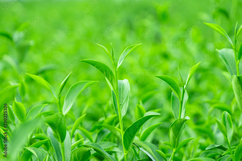 种植园新鲜生绿茶叶之冠