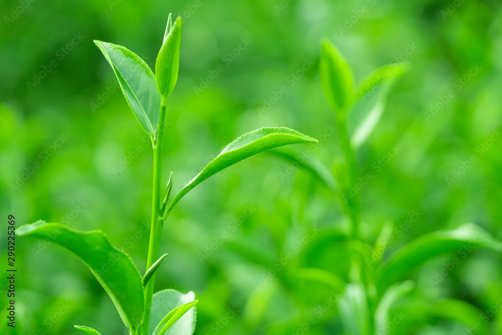 种植园新鲜生绿茶叶之冠