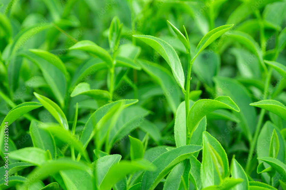 种植园新鲜生绿茶叶之冠