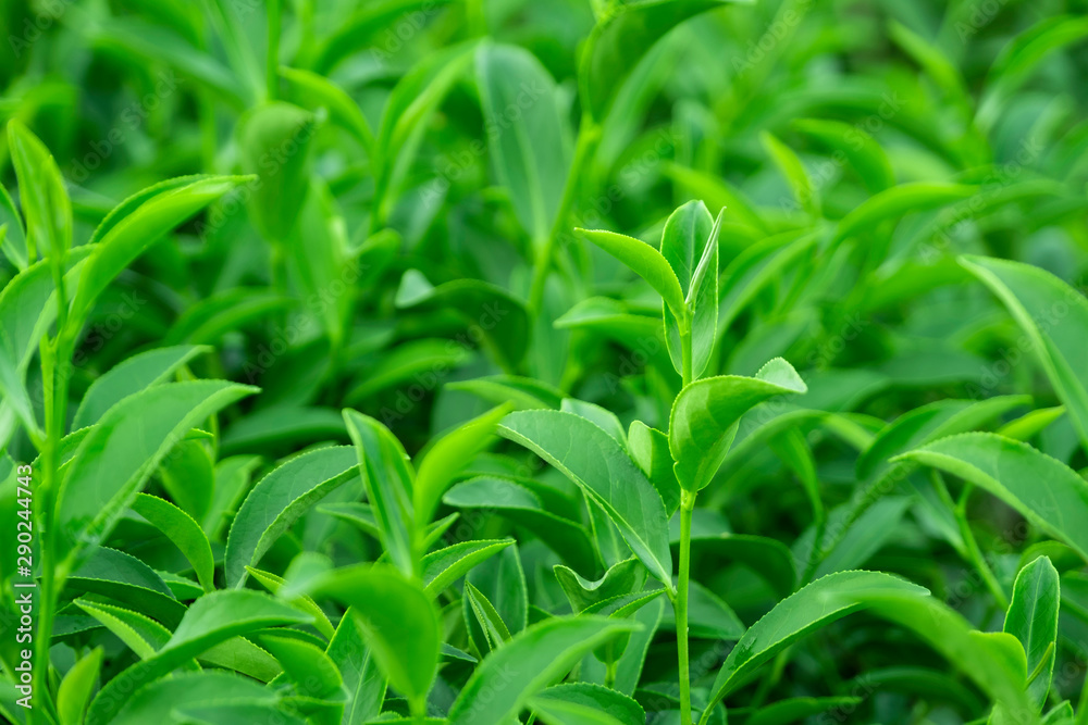 种植园新鲜生绿茶叶之冠