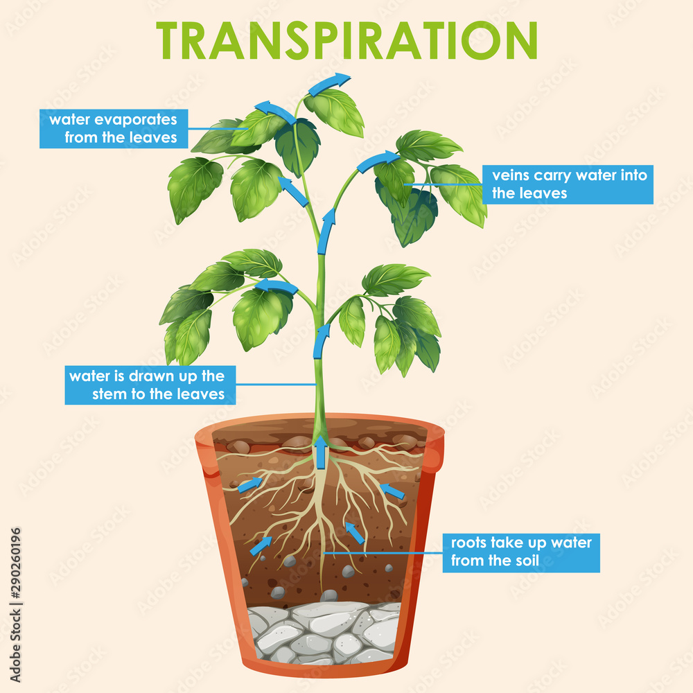 植物蒸腾作用示意图