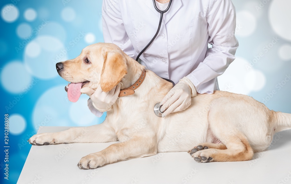 Beautiful young veterinarian with a dog on a white background