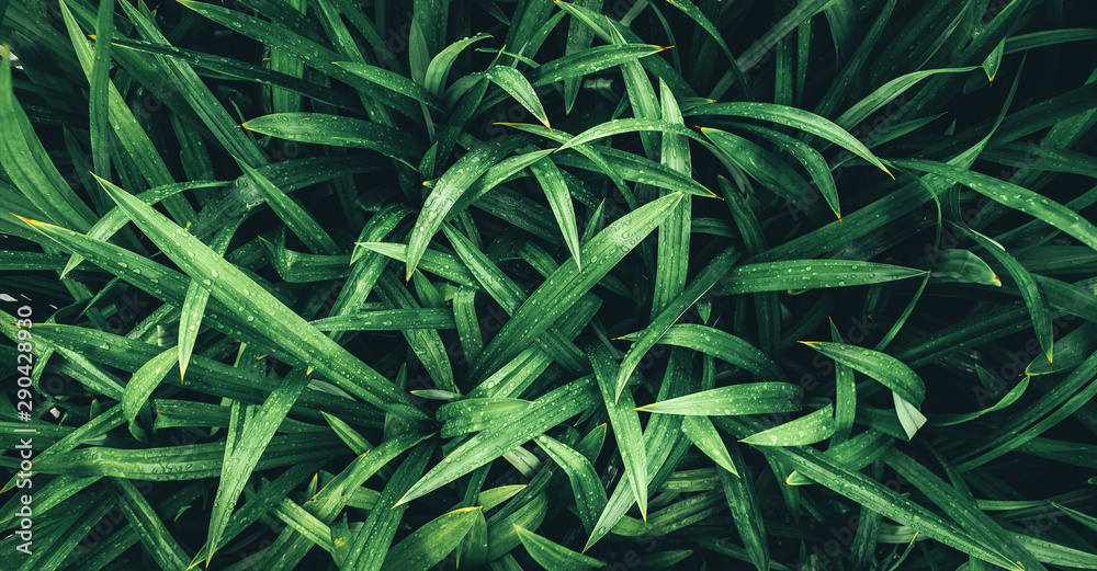 Tropical green leaves, faded dark green filter effect. For background.