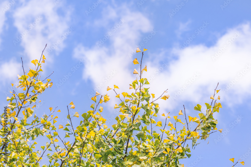 Design concept - Beautiful yellow ginkgo, gingko biloba tree leaf in autumn season in sunny day with