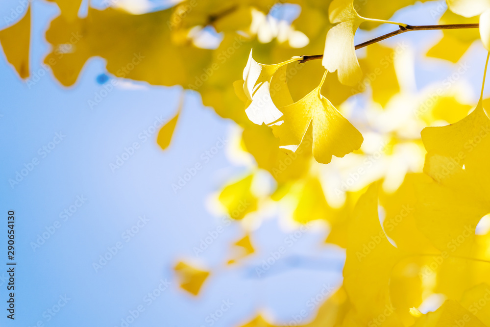 Design concept - Beautiful yellow ginkgo, gingko biloba tree leaf in autumn season in sunny day with