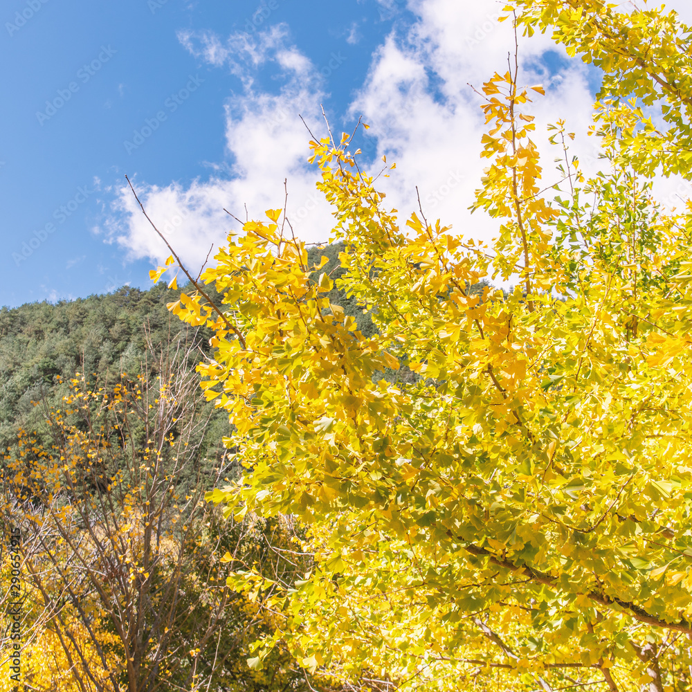 Design concept - Beautiful yellow ginkgo, gingko biloba tree leaf in autumn season in sunny day with