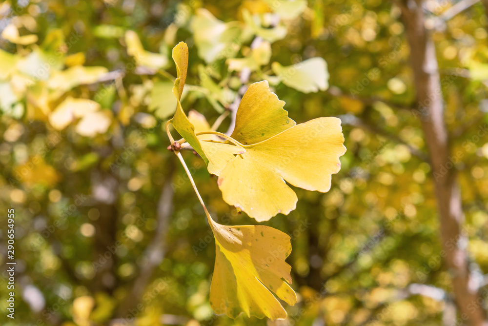 Design concept - Beautiful yellow ginkgo, gingko biloba tree leaf in autumn season in sunny day with