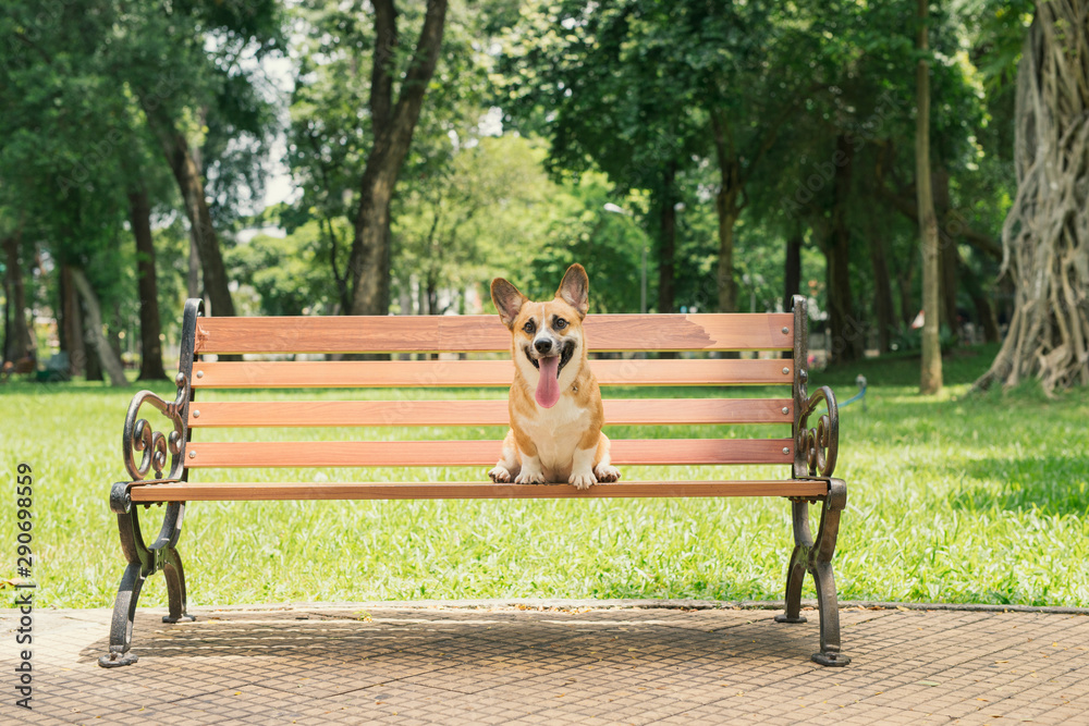 公园长椅上可爱的彭布罗克威尔士柯基犬