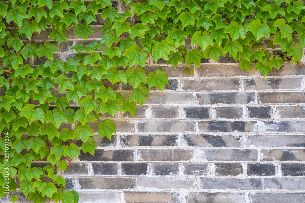 The blue brick flies in the green Boston ivy leaf on the wall