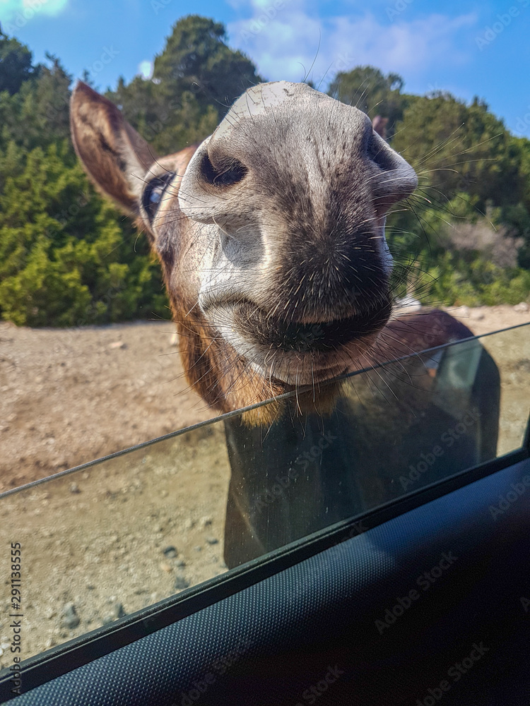 Donkey Closeup cute snout with moustache