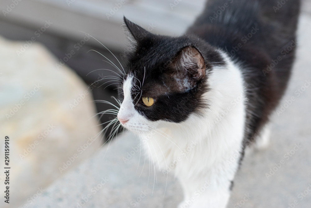 Black and White Cat Close-up