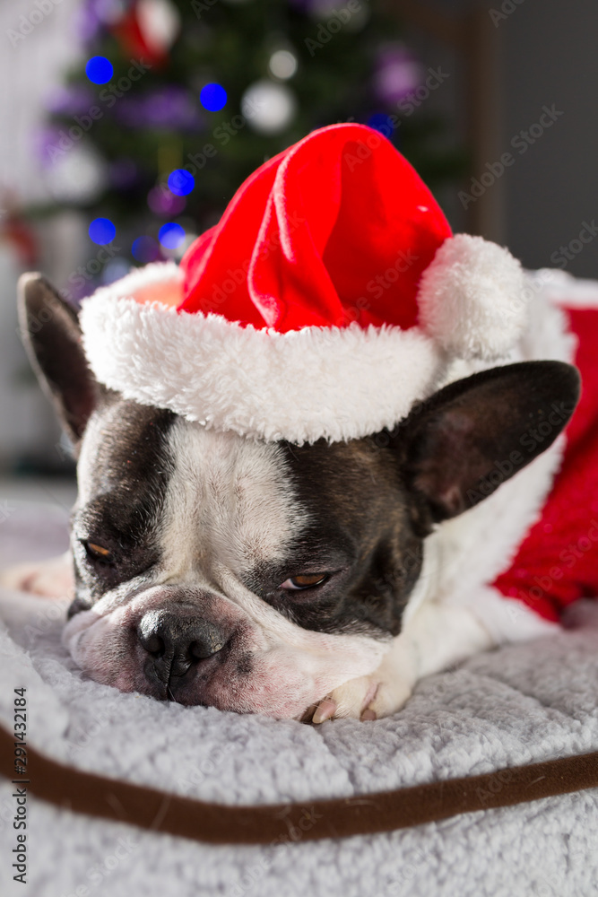 French bulldog in santa costume sitting under the christmas tree