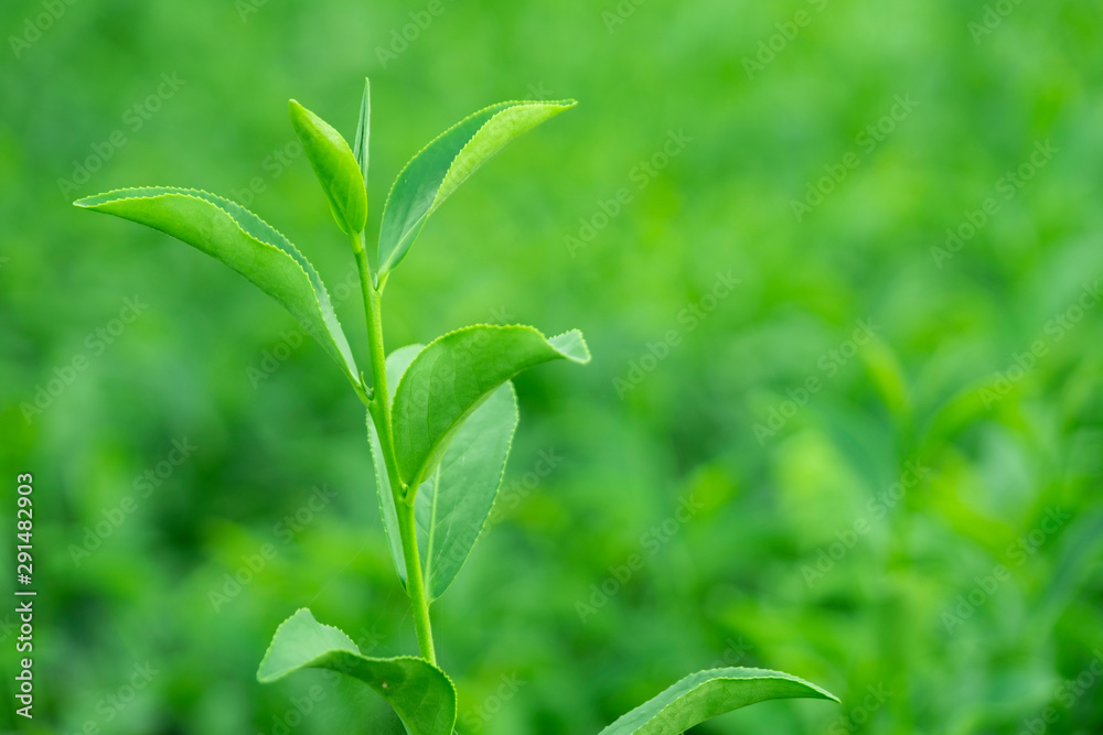 种植园田间鲜生有机绿茶叶之冠