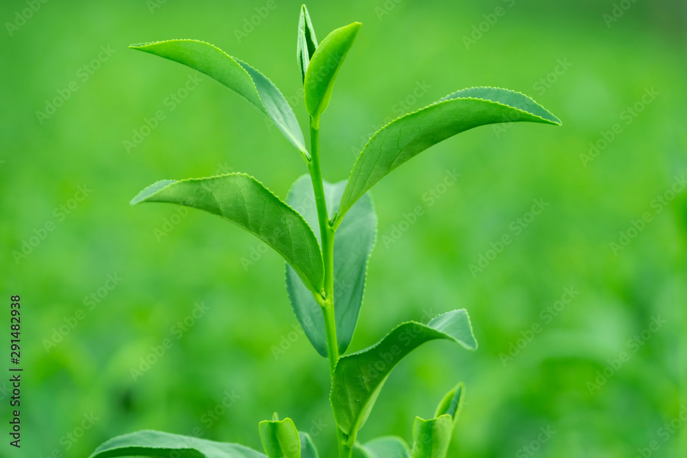 种植园田间鲜生有机绿茶叶之冠