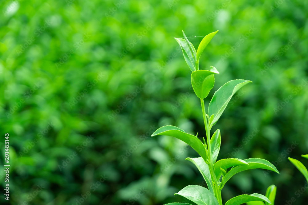 种植园田间鲜生有机绿茶叶之冠