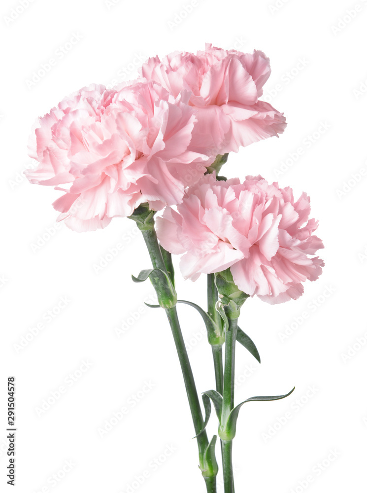 Beautiful carnation flowers on white background