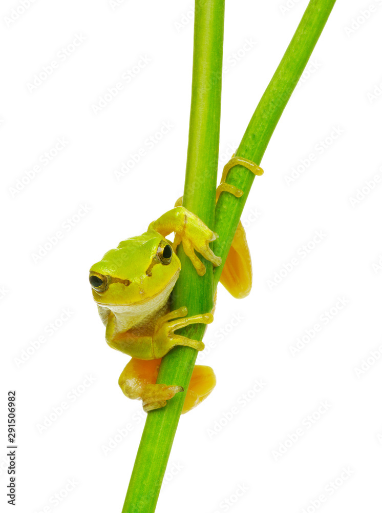 Tree frog on a plant