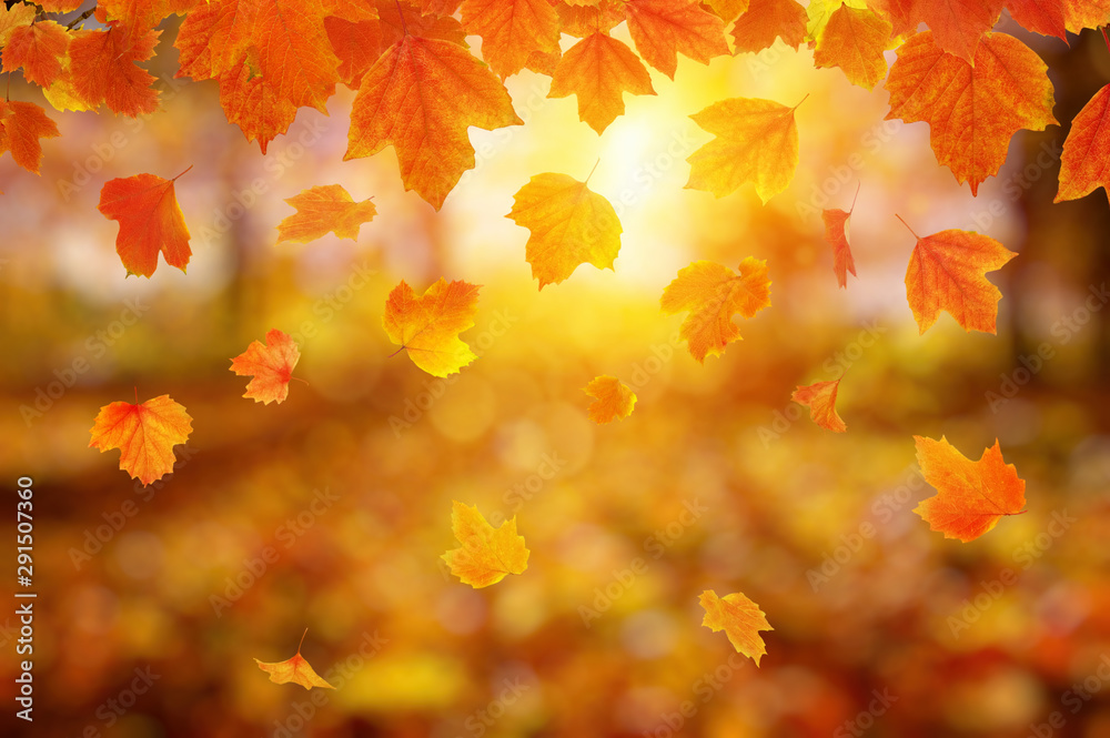 Autumn leaves on the sun.